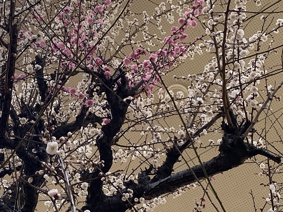 名城公園の梅まつり（名古屋市）