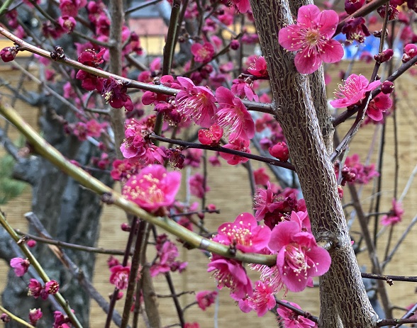 名城公園の梅まつり（名古屋市）
