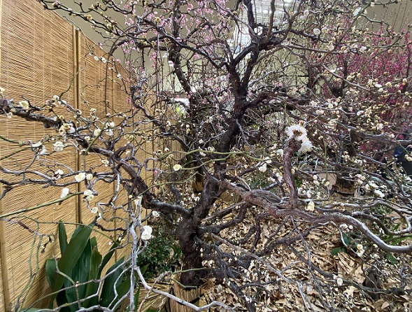 名城公園の梅まつり（名古屋市）
