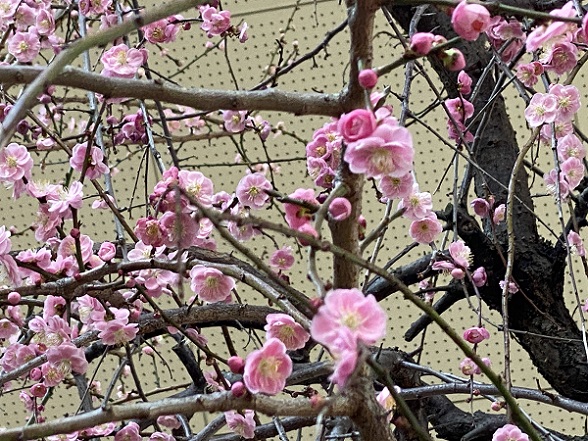 名城公園の梅まつり（名古屋市）