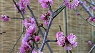 名城公園の梅まつり（名古屋市）2026年1月31日