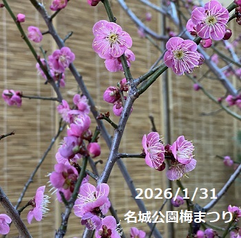 名城公園の梅まつり（名古屋市）2026年1月31日