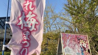 名古屋市農業センターしだれ梅まつり（2026年3月6日来園）