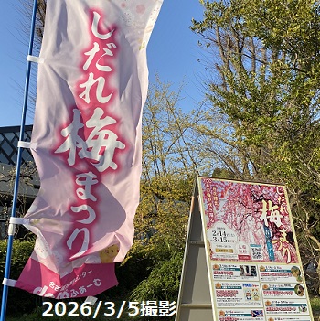 名古屋市農業センターしだれ梅まつり（2026年3月6日来園）