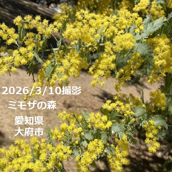 大府みどり公園ミモザの森（2026年3月10日）
