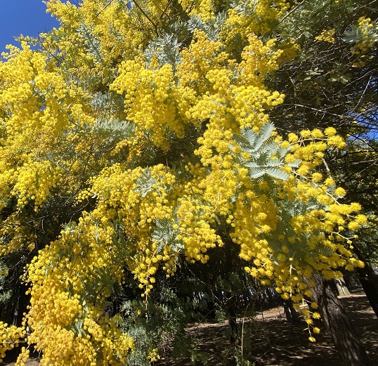 大府みどり公園ミモザの森（2026年3月10日）