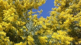 大府みどり公園ミモザの森（2026年3月10日）