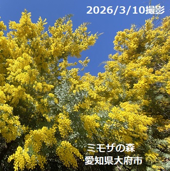 大府みどり公園ミモザの森（2026年3月10日）