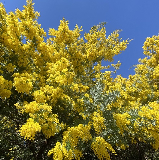 大府みどり公園ミモザの森（2026年3月10日）
