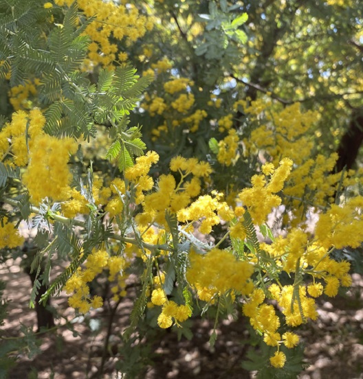 大府みどり公園ミモザの森（2026年3月10日）