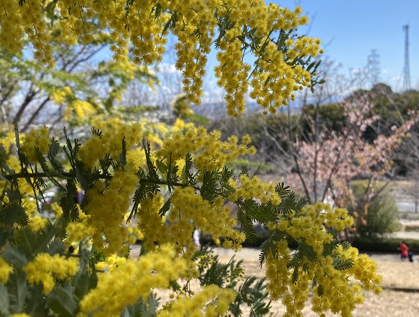 大府みどり公園ミモザの森（2026年3月10日）