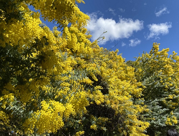 大府みどり公園ミモザの森（2026年3月10日）