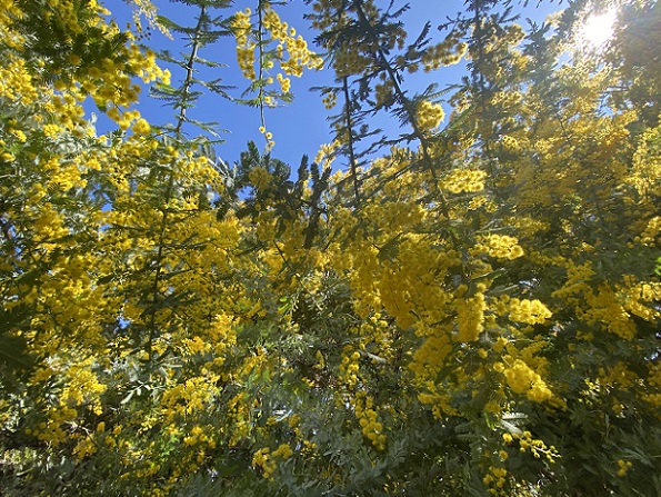 大府みどり公園ミモザの森（2026年3月10日）