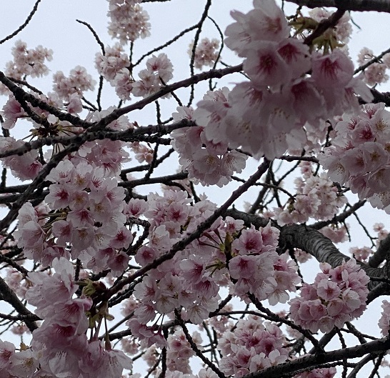 名古屋市東区のオオカンザクラ（2026年3月14日）