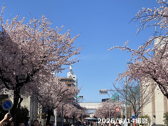 名古屋市東区のオオカンザクラ（2026年3月14日）