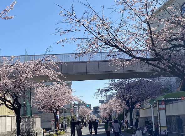 名古屋市東区のオオカンザクラ（2026年3月14日）