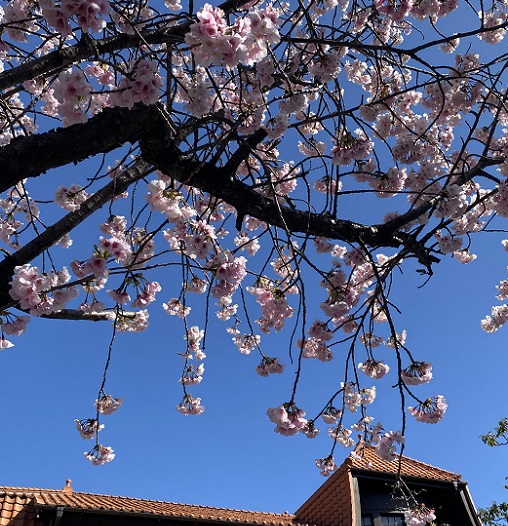 名古屋市東区のオオカンザクラ（2026年3月14日）
