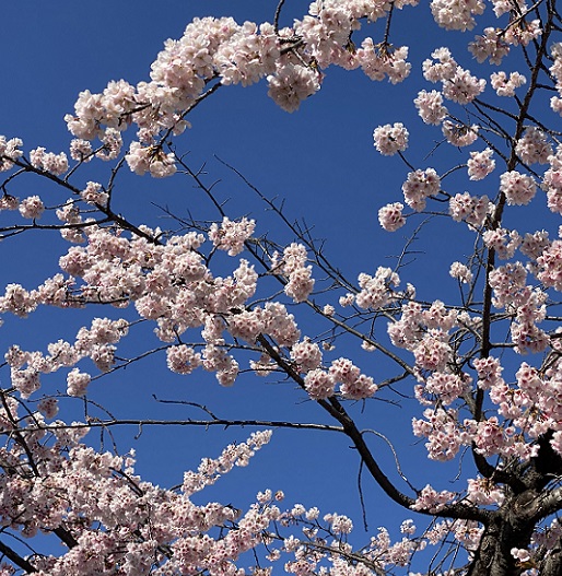 名古屋市東区のオオカンザクラ（2026年3月14日）
