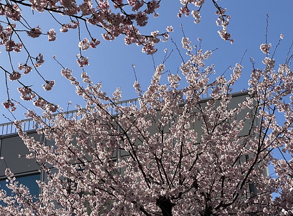 名古屋市東区のオオカンザクラ（2026年3月14日）