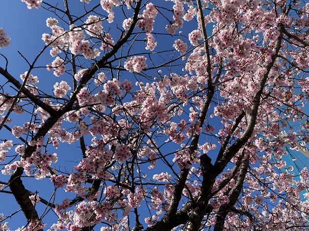 名古屋市東区のオオカンザクラ（2026年3月14日）