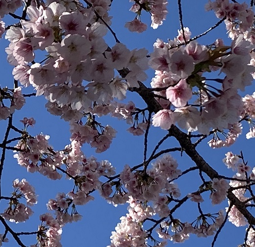 名古屋市東区のオオカンザクラ（2026年3月14日）