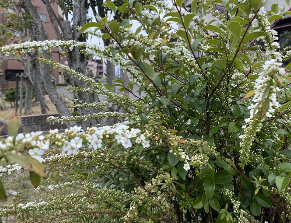 ユキヤナギ(名古屋市名東区周辺)