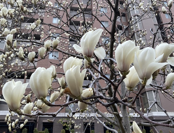 モクレン(名古屋市名東区周辺)