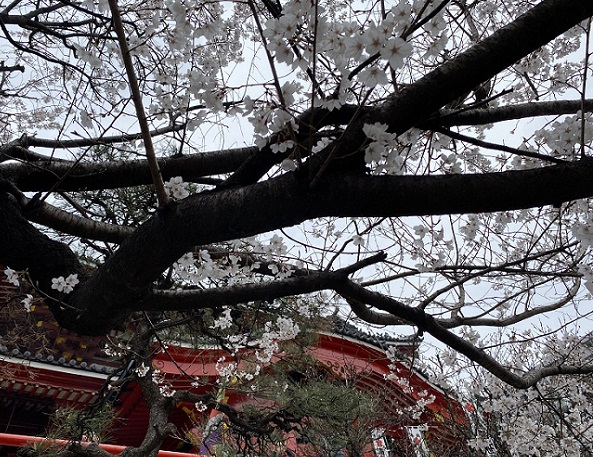 2026年3月18日の大須観音（名古屋市中区）
