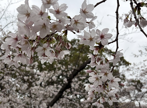 鶴舞公園（名古屋市）2026年3月25日撮影