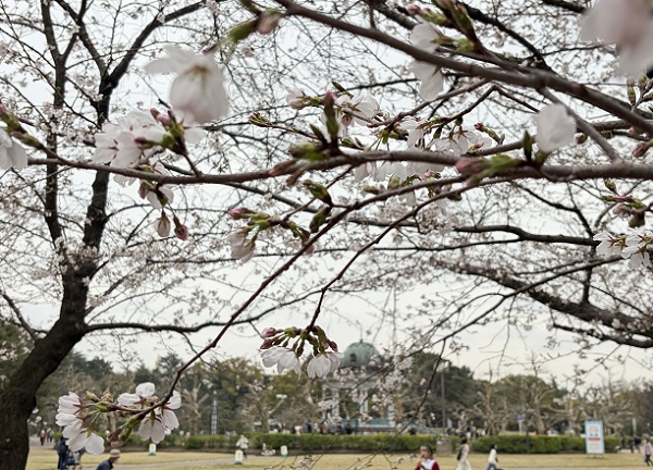 鶴舞公園（名古屋市）2026年3月25日撮影