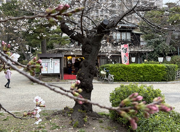 鶴舞公園（名古屋市）2026年3月25日撮影