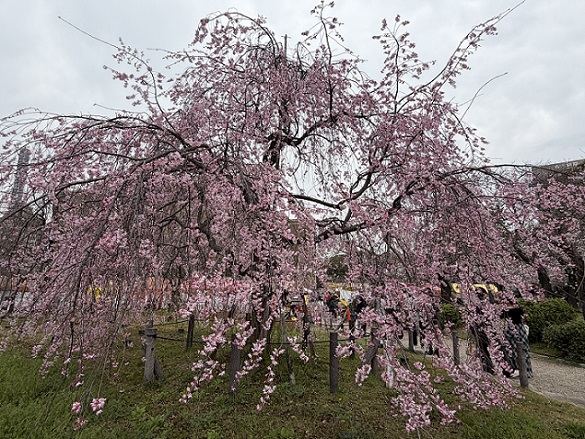 鶴舞公園（名古屋市）2026年3月25日撮影