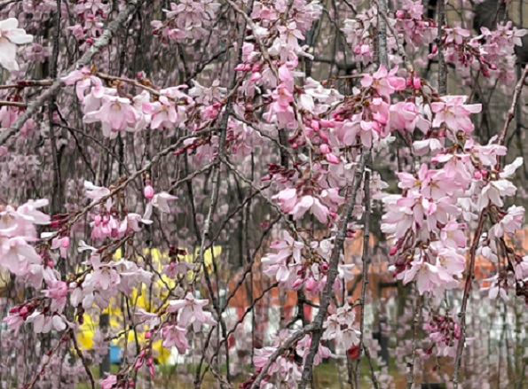 鶴舞公園（名古屋市）2026年3月25日撮影