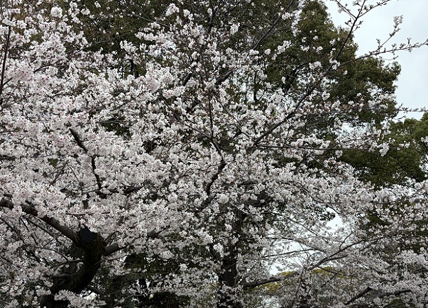 鶴舞公園（名古屋市）2026年3月25日撮影
