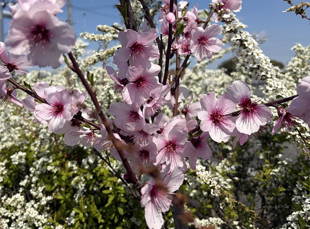 名古屋ふらんすあさひ長久手店