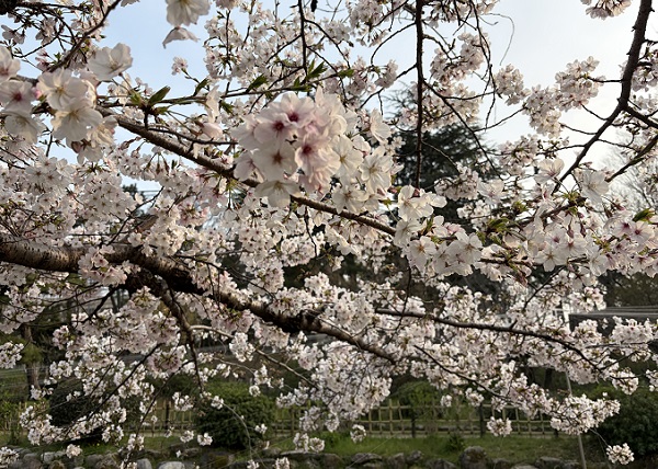 鶴舞公園菖蒲池周辺の桜
