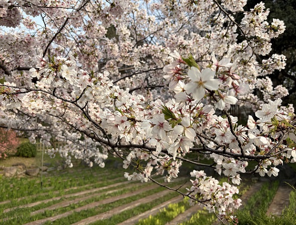 鶴舞公園菖蒲池周辺の桜