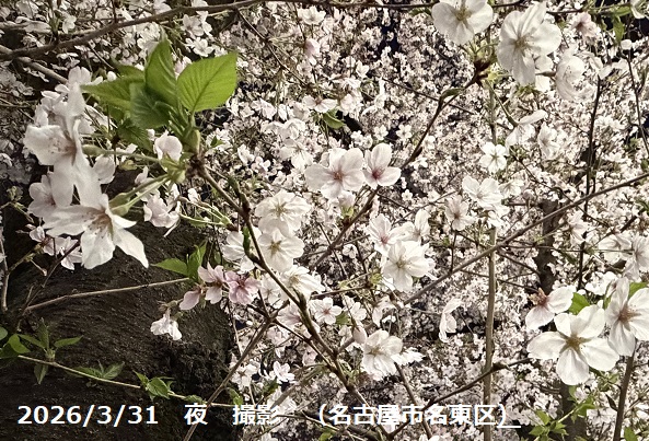 桜(名古屋市名東区)