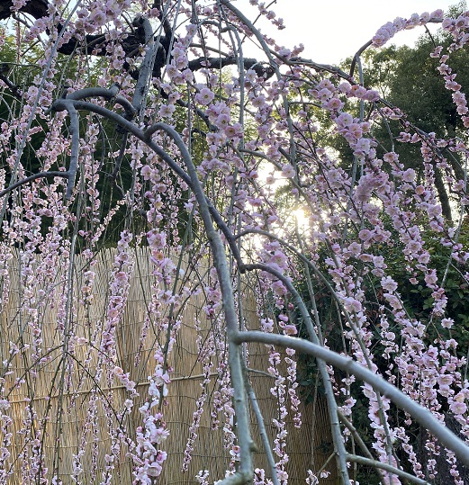 名古屋市農業センターしだれ梅まつり（2026年3月5日来園）
