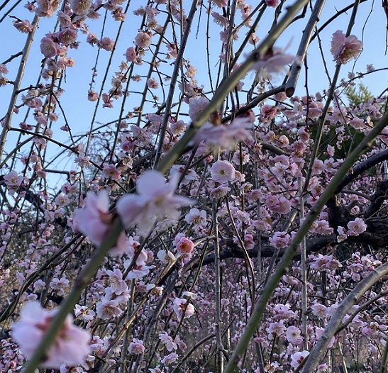 名古屋市農業センターしだれ梅まつり（2026年3月5日来園）