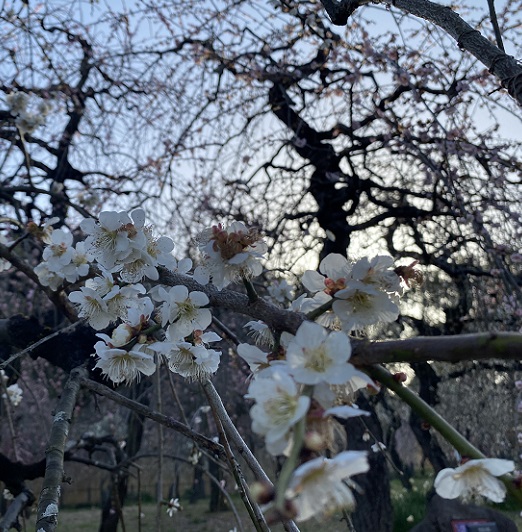 名古屋市農業センターしだれ梅まつり（2026年3月5日来園）