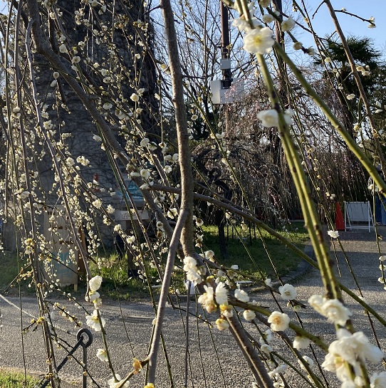 名古屋市農業センターしだれ梅まつり（2026年3月5日来園）