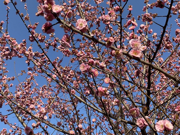 名古屋市農業センターしだれ梅まつり（2026年3月5日来園）