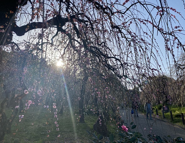 名古屋市農業センターしだれ梅まつり（2026年3月5日来園）