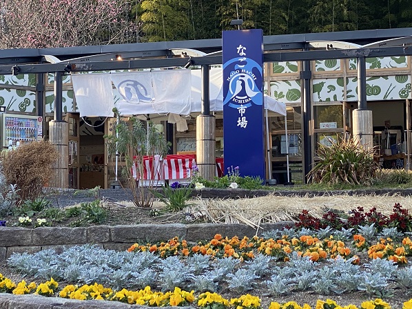 名古屋市農業センターしだれ梅まつり（2026年3月5日来園）