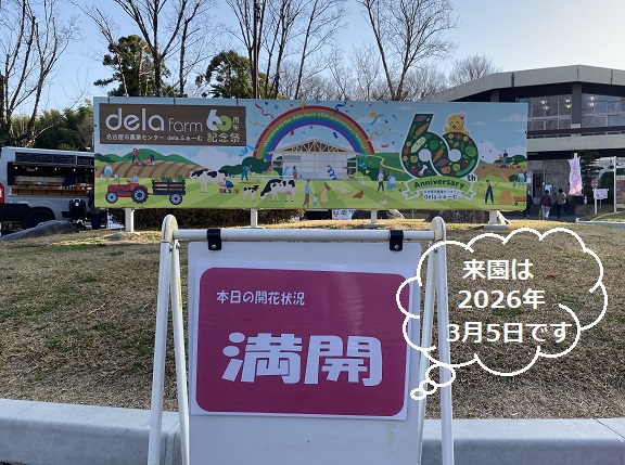 名古屋市農業センターしだれ梅まつり（2026年3月5日来園）