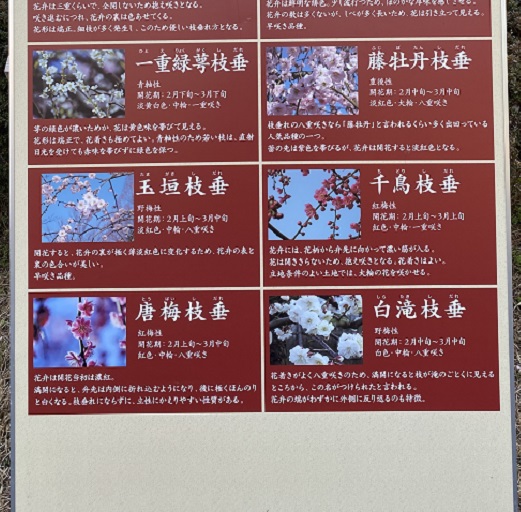 名古屋市農業センターしだれ梅まつり（2026年3月5日来園）