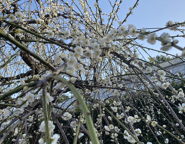 名古屋市農業センターしだれ梅まつり（2026年3月5日来園）