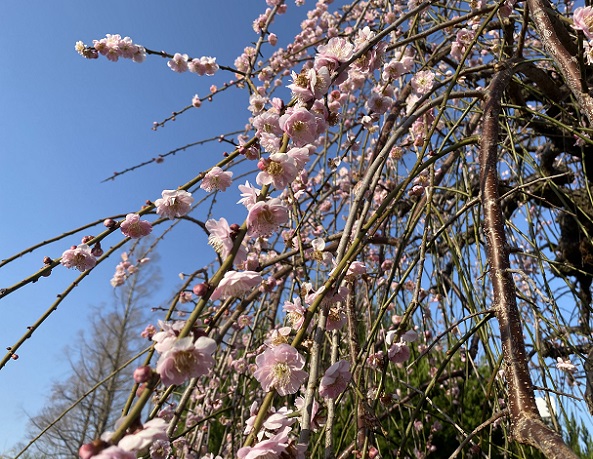 名古屋市農業センターしだれ梅まつり（2026年3月5日来園）