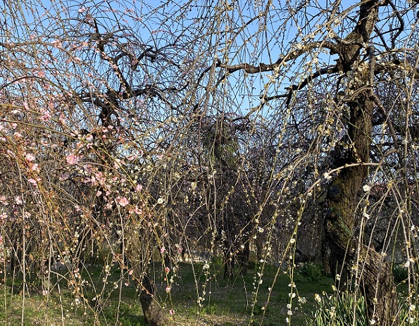 名古屋市農業センターしだれ梅まつり（2026年3月5日来園）